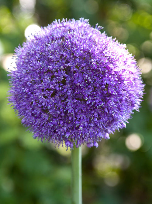 Allium Gladiator - Big Purple Blooms - Fall Planted Ornamental Onion