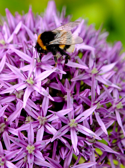Allium Gladiator - Attracts Bees and Butterflies