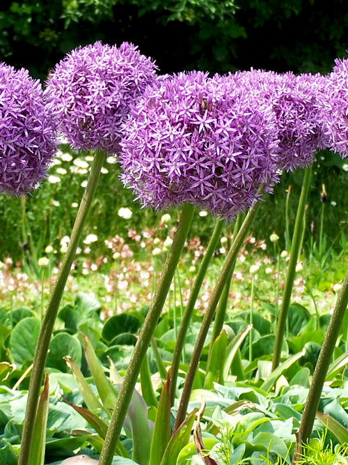 Purple Alliums Globemaster - Giant Flowers