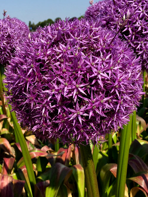 Purple Alliums Globemaster - Giant Flowers DutchGrown