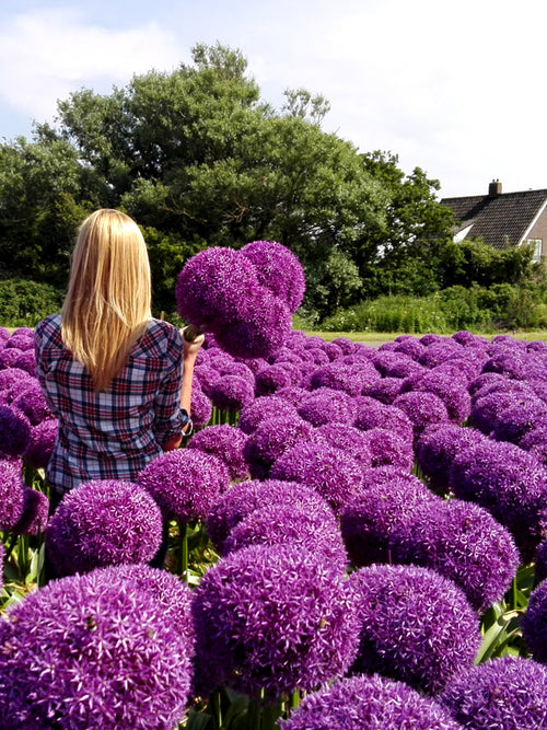 Purple Alliums Globemaster - Giant Flowers Flower Field