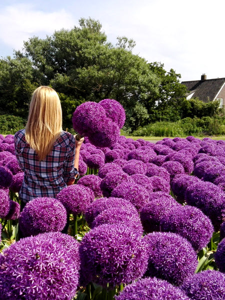 giant allium giganteum flower seeds Allium Globemaster Bulb, Purple - 1 Bulb