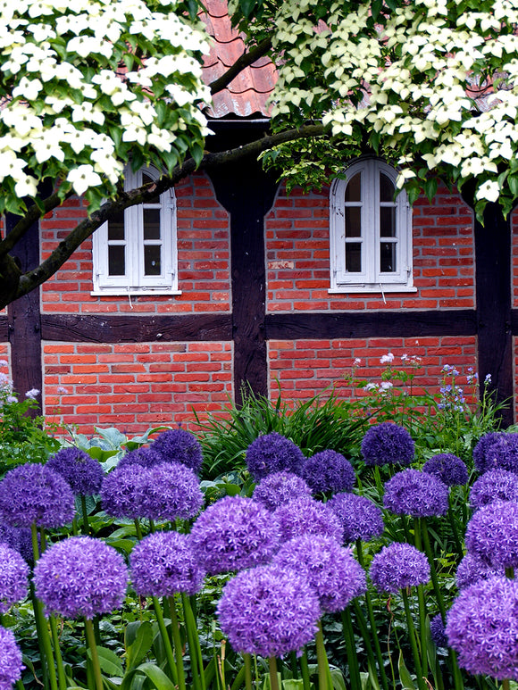 Purple Alliums Globemaster - Giant Flowers Garden