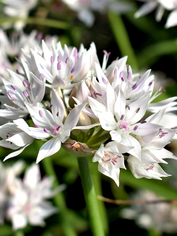 Allium Graceful Beauty Flower Bulbs - Fall Planted Dutch Grown Ornamental Onion Bulbs
