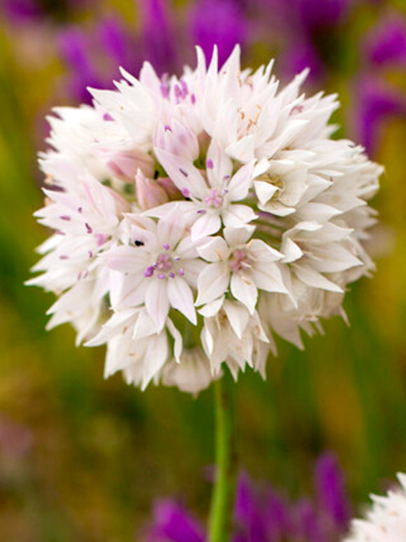 Allium Graceful Beauty Flower Bulbs - Fall Planted Dutch Grown Allium Bulbs