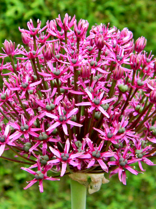 Allium Miami - Dark Red and Purple flowers - Loved by pollinators