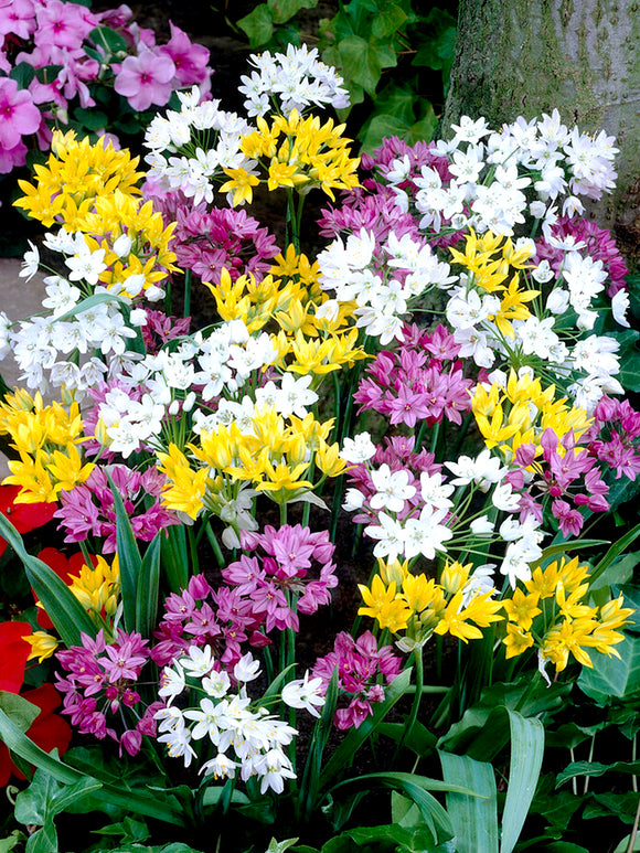 Mixed Colors Alliums - Dutch Grown Ornamental Onions - Fall Planted Flower Bulbs Fresh From the Farm