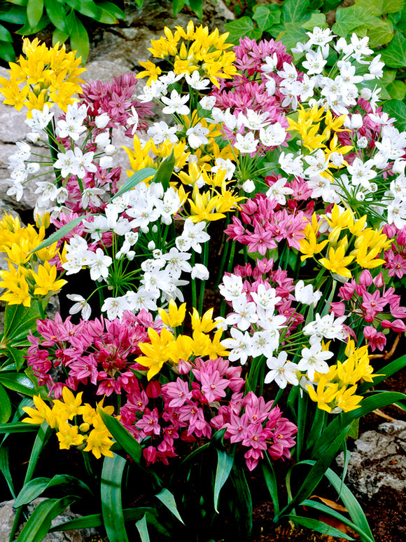 Mixed Colors Alliums - Dutch Grown Ornamental Onions - Fall Planted Flower Bulbs Fresh From the Farm