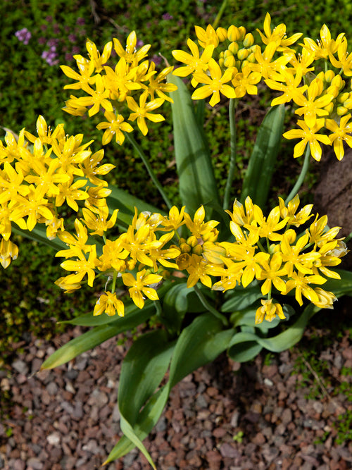 Yellow Allium Moly - Fall Planted Allium Bulbs