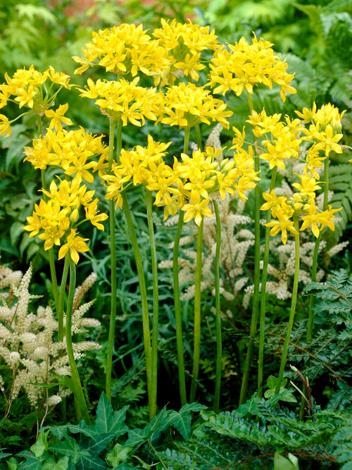 Allium Bulbs Moly - Yellow Allium Bulbs