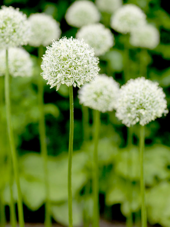 Allium Mount Everest Bulbs - White Allium Bulbs for Fall Planting - Spring Blooming