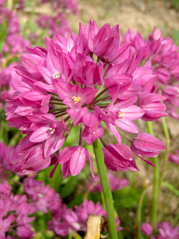 Allium Ostrowskianum - Pink, Purple Allium Bulbs