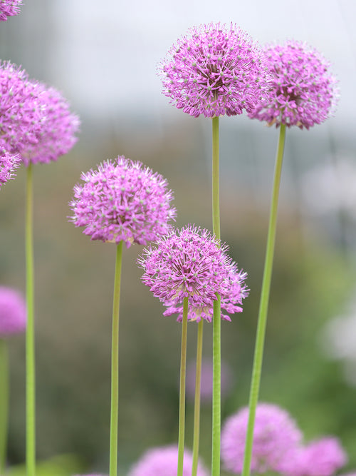 DutchGrown Ornamental Onion Pink Sensation