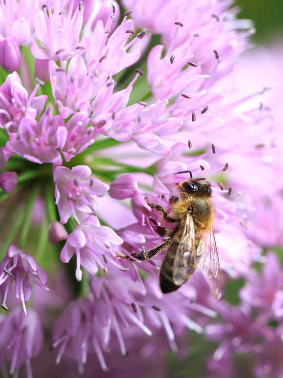 Allium Pink Sensation attracts pollinators