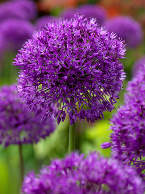 Allium Purple Sensation - Bestselling Ornamental Onion
