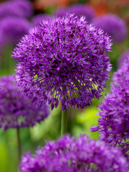 allium ☆ Allium Purple Sensation | DutchGrown™ | Buy Online Top Quality Bulbs