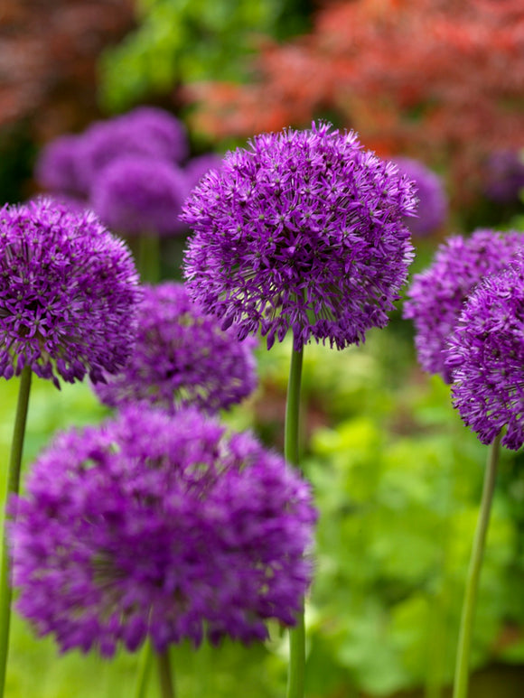 allium bulbs purple sensation - Fall Planting, Spring Blooming