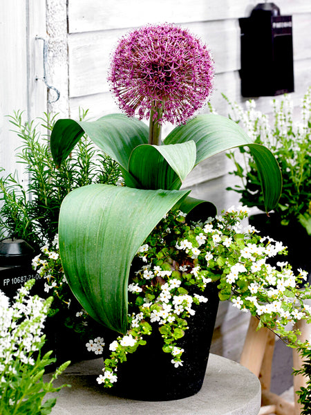 ［新品］SLOTHREAT Allium allsumb800.jpg