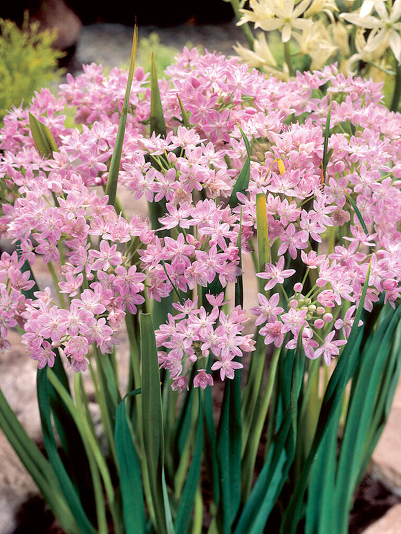 Allium Roseum - Pink Ornamental Onion for Fall Planting and Spring Blooming