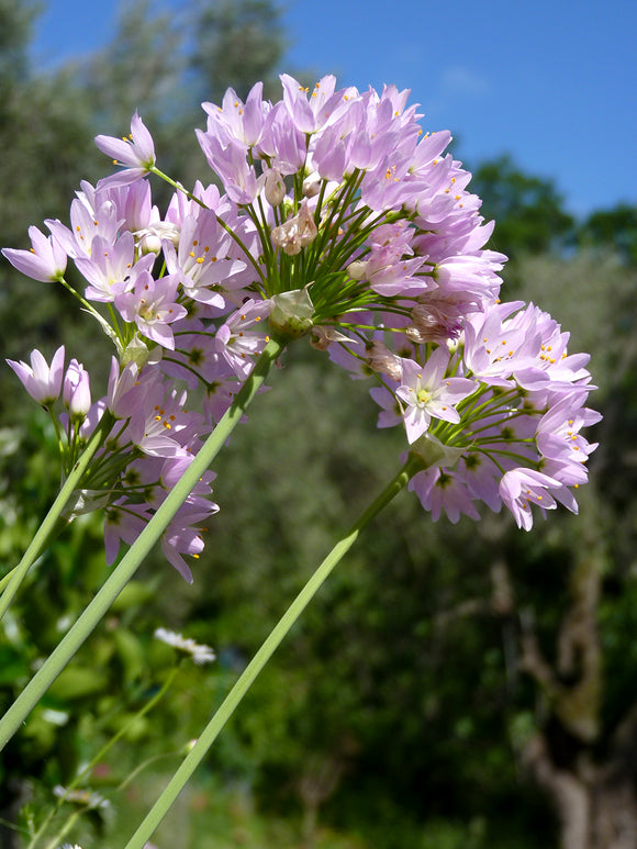 Pink Allium Roseum - Fall Planting Allium Bulbs