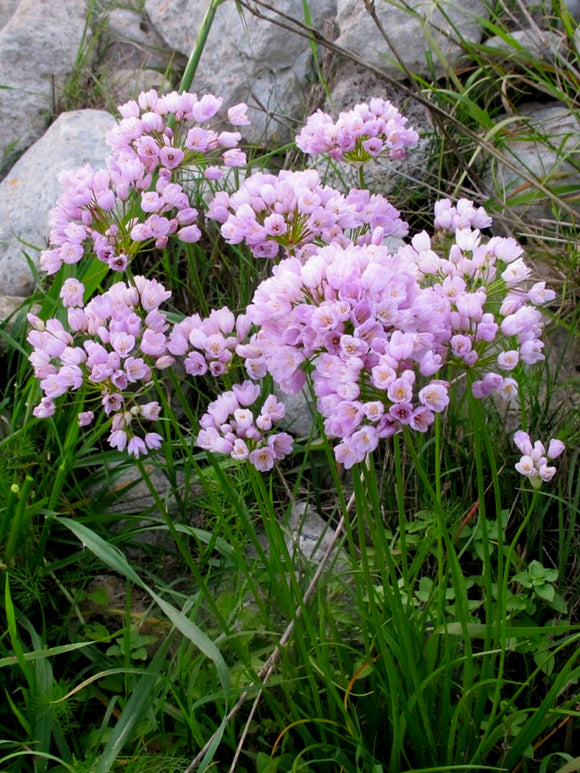 Pink Ornamental Onion - Allium Roseum