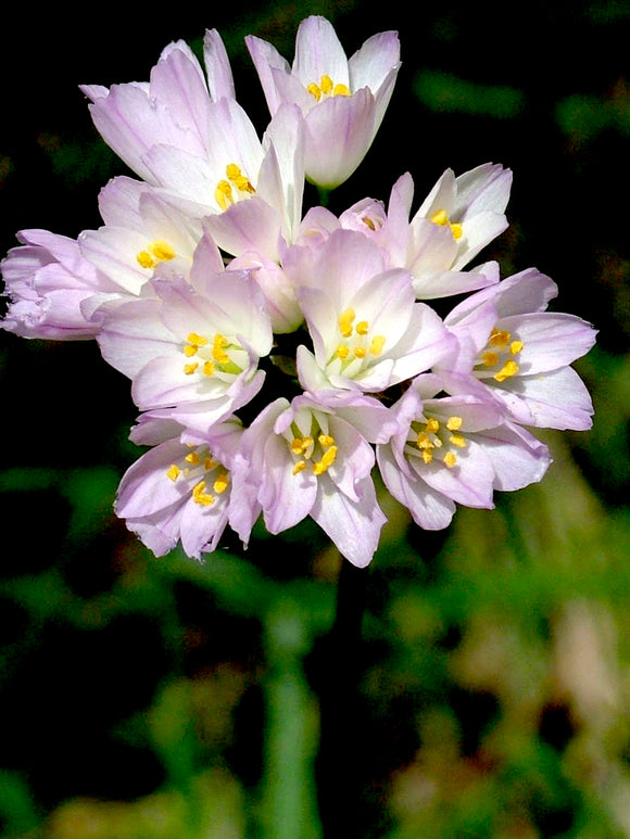 Pink Ornamental Onion - Allium Roseum DutchGrown