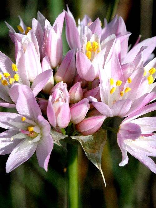 Pink Ornamental Onion - Allium Roseum close up