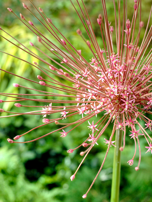 Allium Schubertii - Spider Flower - Pink Ornamental Onion dry flower