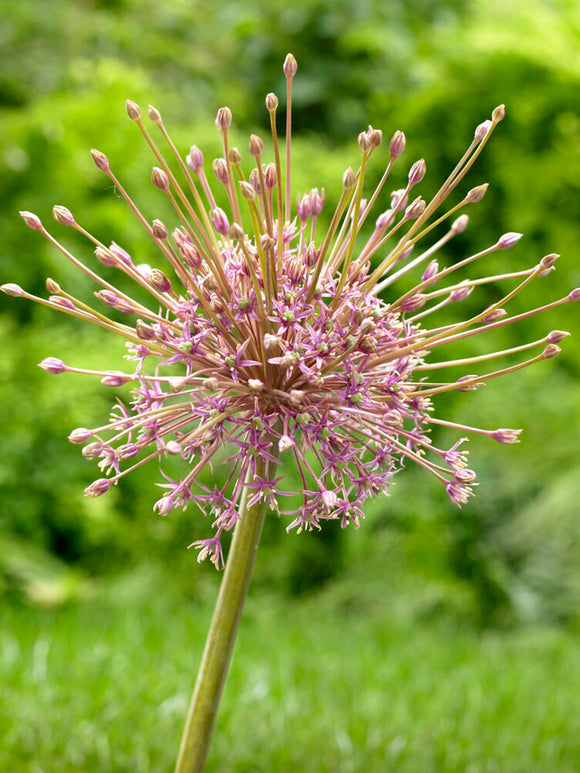 Allium Schubertii - Spider Flower - Pink DutchGrown