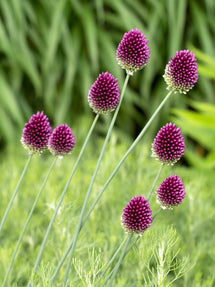 Purple flower best sale bulbs