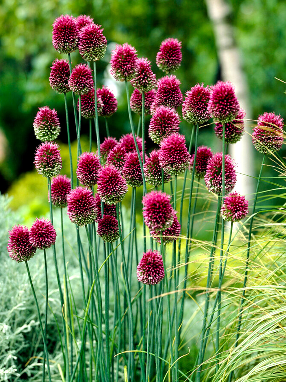 image.title Allium Sphaerocephalon: The Drumstick Allium