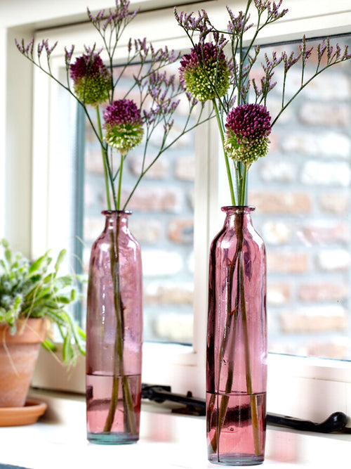 Allium Drumstick - Sphaerocephalon Ornamental Onion in vases