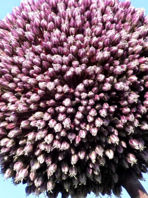 Allium Summer Drummer - Purple and White Ornamental Onion