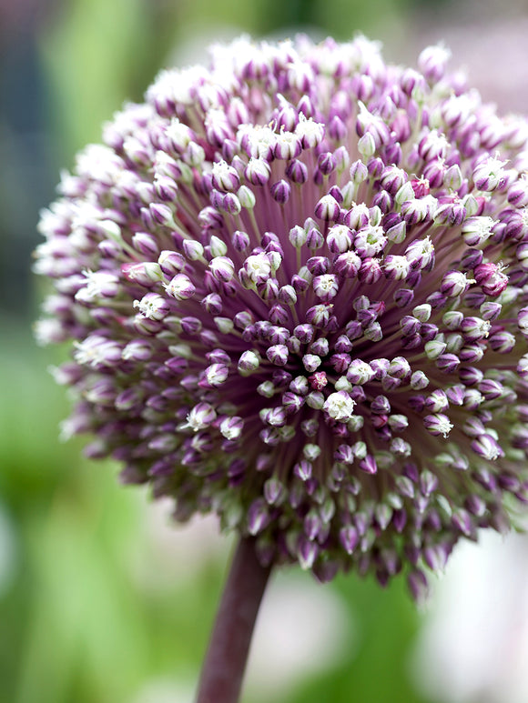 Allium Summer Drummer flower bulbs