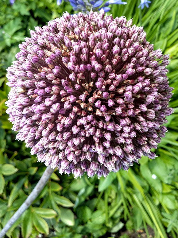 Allium Summer Drummer - Purple and White very tall blooming allium