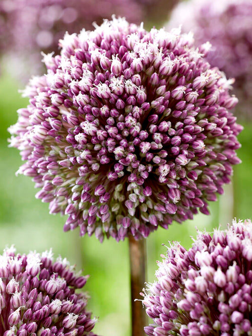 Very Tall Ornamental Onion - Allium Summer Drummer DutchGrown