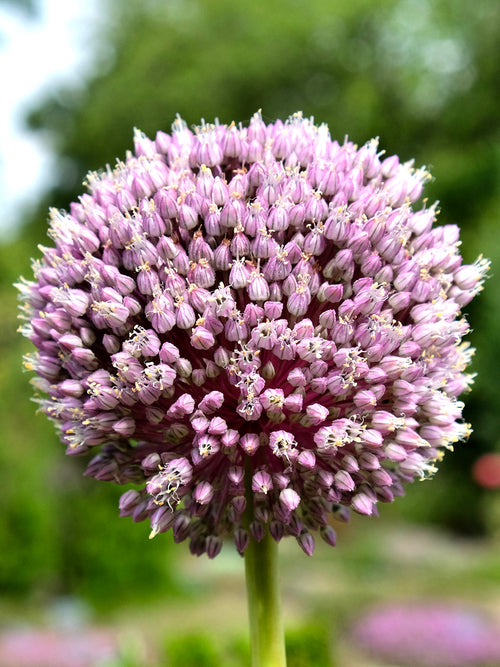 Very Tall Ornamental Onion - Allium Summer Drummer Tall stems