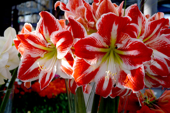 Jumbo Amaryllis Spartacus Bulbs