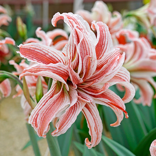 Jumbo Amaryllis Doublet, Red and White Flowers Bulbs