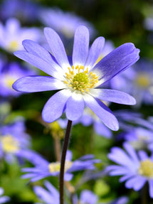 Anemone Blanda Blue Shades (Windflowers)