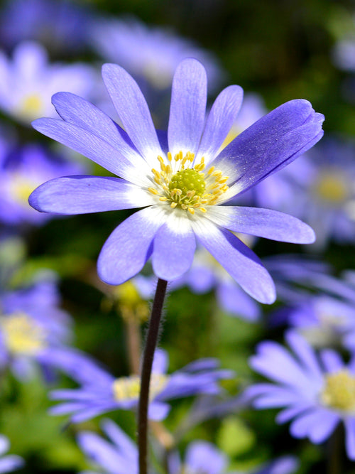 Anemone Blanda Blue - Windflowers - Grecian