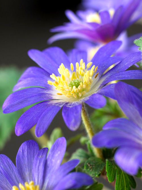 Blue anemone blanda bulbs - close up