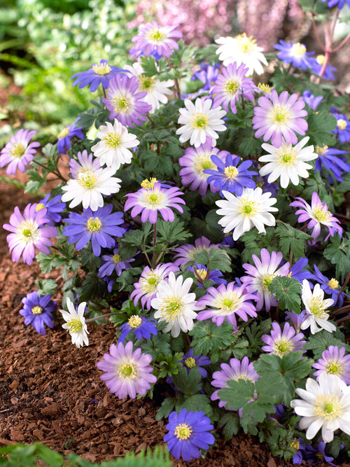 Anemone Blanda Mixed - Windflowers