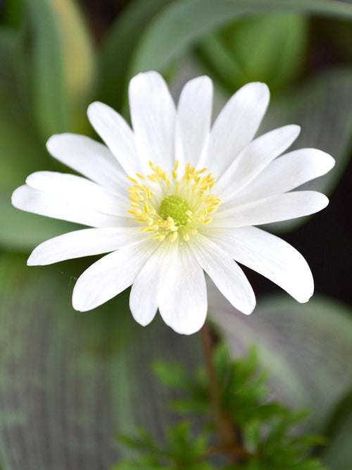 Anemone Blanda White Splendour Grecian Wind Flowers