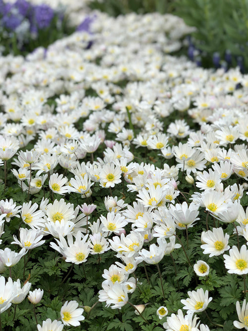 Anemone Blanda White Splendour Grecian Wind Flowers