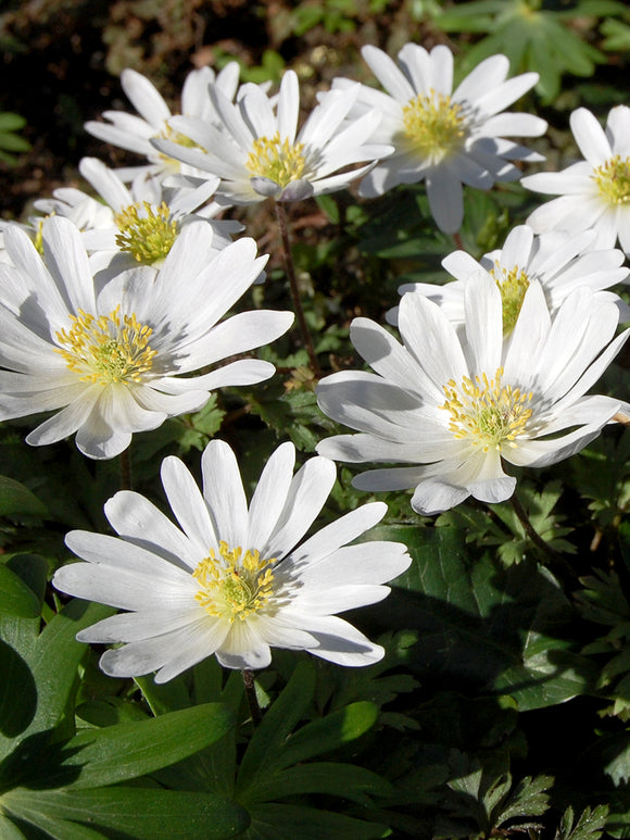 Anemone Blanda White Bulbs - Grecian Wind Flowers