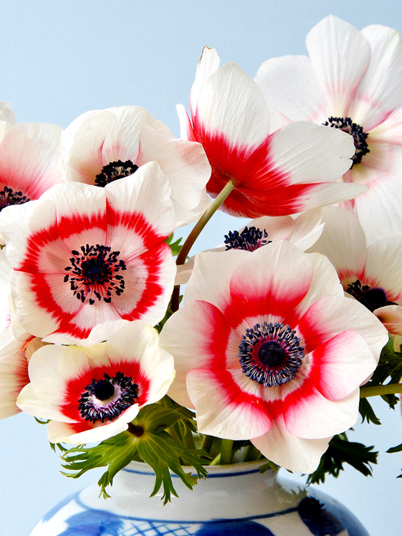Anemone de Caen Bi-Color Bulbs Red-White in vase