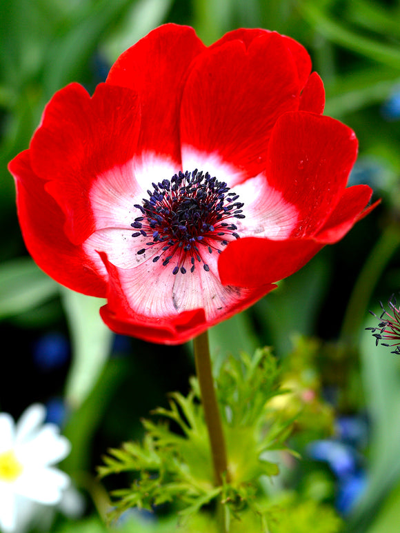 Red anemone bulbs - Hollandia Wind Flowers