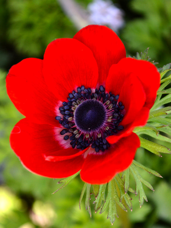 Red Anemone Windflowers - Anemone Hollandia