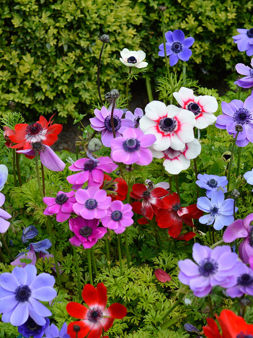 Anemone de Caen Bulbs Windflower - Red, White, Purple and Blue Wind Flowers